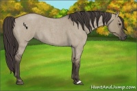 Horse Color:Smoky Grullo Roan 