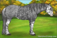 Horse Color:Black Sabino Splash Appaloosa  and Black Sabino Splash Appaloosa Rabicano 