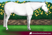 Horse Color:Liver Chestnut Sabino Splash Appaloosa  and Liver Chestnut Sabino Splash Appaloosa 