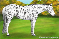 Horse Color:Gray Brown Sabino Splash Appaloosa  and Gray Brown Sabino Splash Appaloosa 