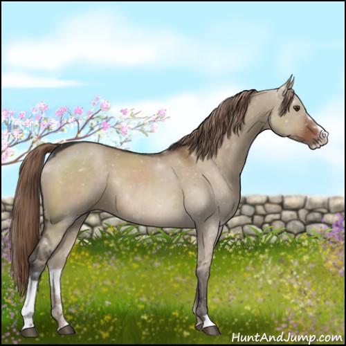 Horse Color:Liver Red Dun Sabino Rabicano