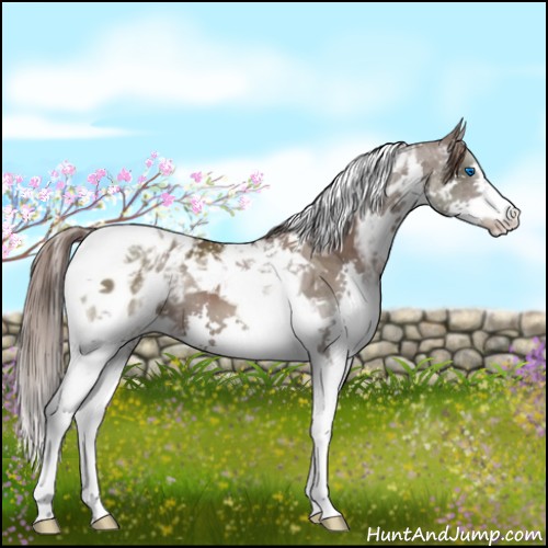 Horse Color:White Spotted Liver Chestnut Splash Tobiano Appaloosa 