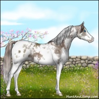 Horse Color:White Spotted Liver Chestnut Splash Tobiano Appaloosa 