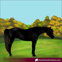 Horse Color:Void Liver Chestnut Sabino Splash Tobiano Varnish  and Void Liver Chestnut Sabino Splash Tobiano Varnish 