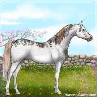 Horse Color:Liver Chestnut Sabino Frame 