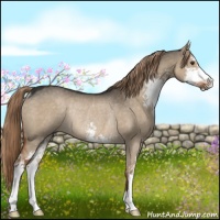 Horse Color:Liver Red Dun Sabino Rabicano