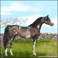 Horse Color:White Spotted Liver Chestnut Rabicano 
