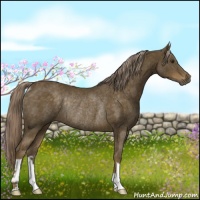 Horse Color:Chocolate Palomino Rabicano