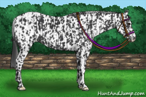 Horse Color:Black  and Black Leopard 