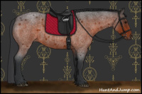 Horse Color:Bay Roan 