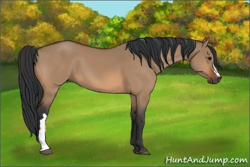 Horse Color:Bay Dun 