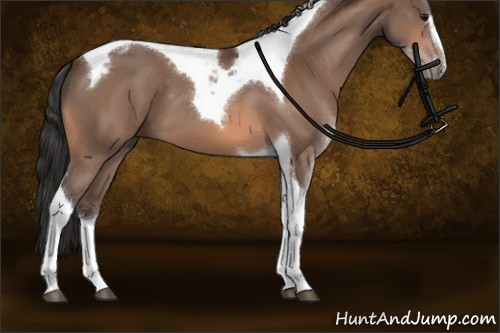 Horse Color:Bay Sabino Tobiano