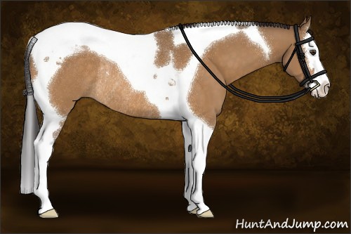 Horse Color:Buckskin Dun Sabino Splash Tobiano Rabicano 