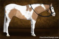 Horse Color:Buckskin Dun Sabino Splash Tobiano Rabicano 