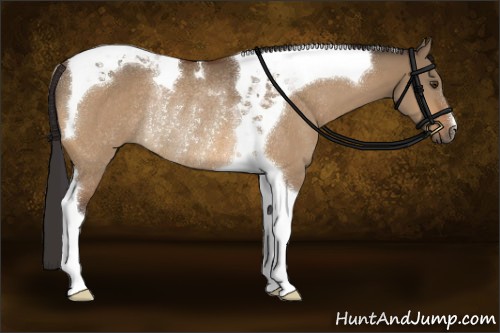 Horse Color:Buckskin Dun Tobiano Rabicano 