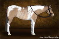 Horse Color:Buckskin Dun Tobiano Rabicano 