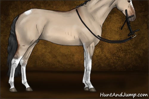 Horse Color:Bay Dun Sabino Tobiano