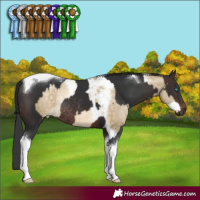 Horse Color:Buckskin Pearl Splash Tobiano Rabicano and Brown Tobiano Rabicano