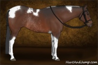 Horse Color:Brown Tobiano Rabicano