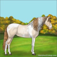 Horse Color:Red Dun Roan Pearl Tobiano Frame 