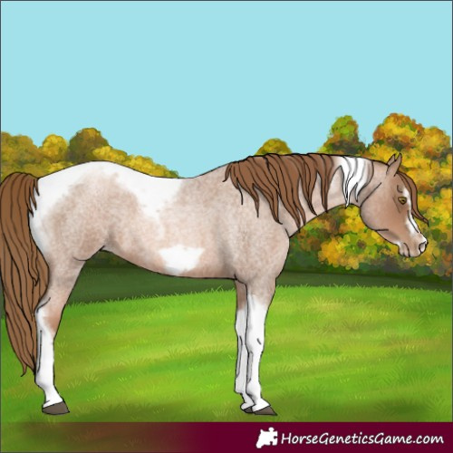 Horse Color:Liver Red Roan Pearl Tobiano Frame