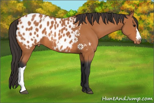 Horse Color:Bay Appaloosa 