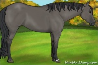 Horse Color:Grullo 