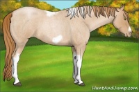 Horse Color:Red Roan Pearl Tobiano Frame