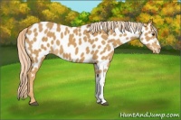 Horse Color:Palomino Appaloosa 