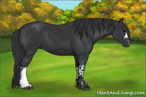 Horse Color:Black and Black