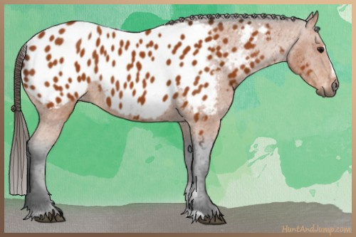 Horse Color:Gray Bay Sabino Appaloosa 