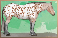 Horse Color:Gray Bay Sabino Appaloosa