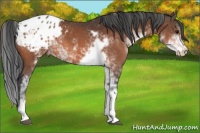 Horse Color:Bay Sabino Appaloosa 