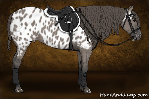 Horse Color:Grullo Appaloosa 