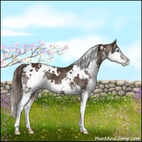 Horse Color:White Spotted Liver Chestnut Splash 