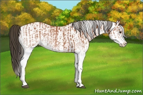 Horse Color:White Spotted Bay Splash  and White Spotted Buckskin Splash 