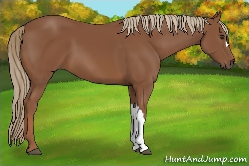 Horse Color:Chestnut 