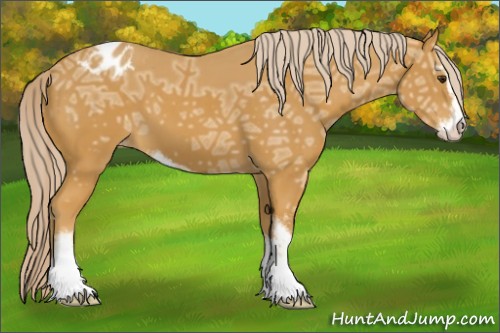 Horse Color:Palomino Ice Sabino Appaloosa
