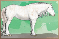 Horse Color:Cremello Sabino and Gray Cremello Sabino
