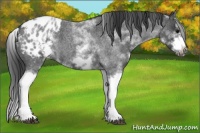 Horse Color:White Spotted Blue Roan Splash Frame Appaloosa