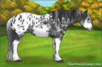 Horse Color:White Spotted Blue Roan Splash Frame Appaloosa 