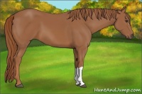 Horse Color:Chestnut 
