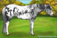 Horse Color:White Spotted Black Splash Tobiano Frame Appaloosa 