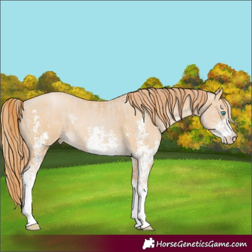 Horse Color:Smoky Creme Sabino and Smoky Black Pearl Sabino
