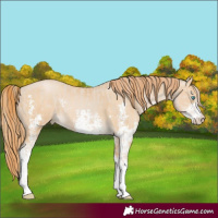 Horse Color:Smoky Creme Sabino and Smoky Black Pearl Sabino