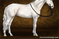 Horse Color:Cremello Sabino Tobiano  and Cremello Sabino Tobiano 