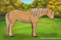 Horse Color:Palomino 