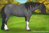 Horse Color:Blue Roan Tobiano