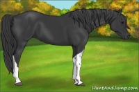 Horse Color:Black Tobiano 
