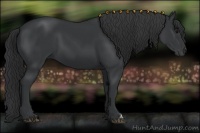 Horse Color:Black 